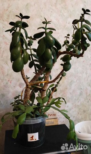 Взрослое Денежное дерево