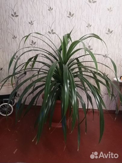 Пальма панданус