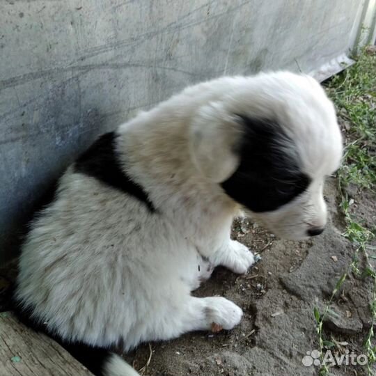 Щенки от маленькой собачки