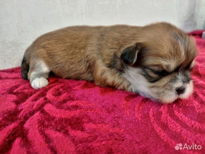 Лхасаапсо щенки