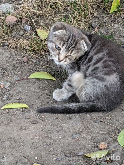Котята бесплатно