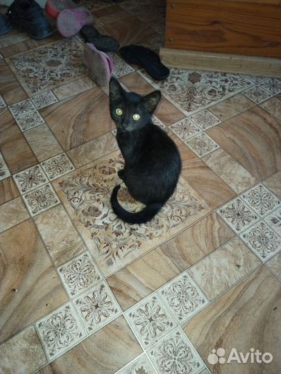 Кошка
