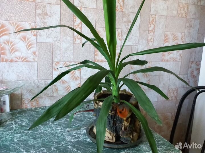 Цветок юкка