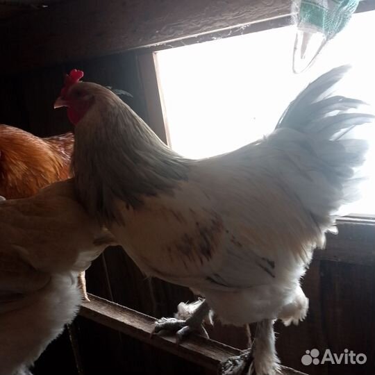 Петушок породистый, брама