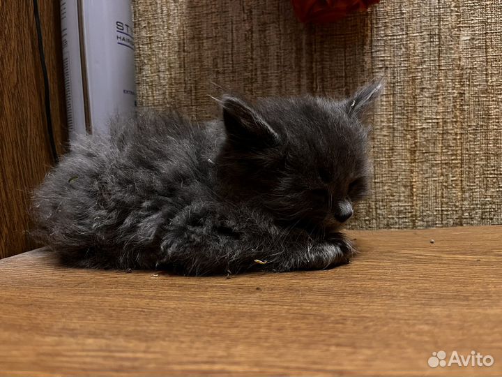 Котенок девочка