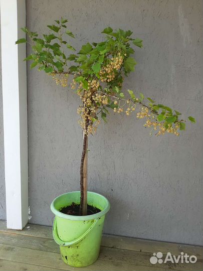 Смородиновое дерево