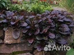 Живучка оптом, в розницу- почвопокровник