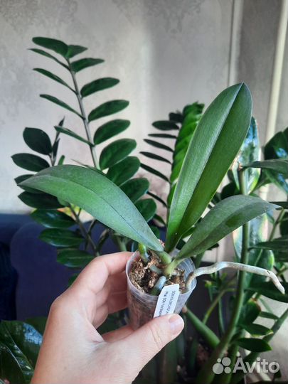 Орхидея фаленопсис SON Yas Black Prince