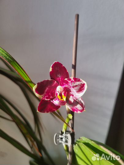 Орхидея фаленопсис