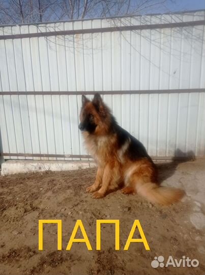Щенки Немецкой овчарки