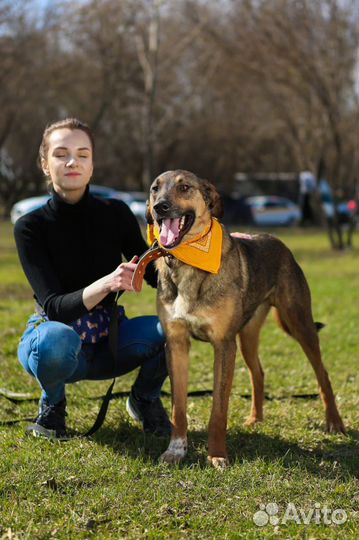 Собака ищет дом, Август