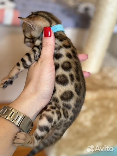 Бенгальская