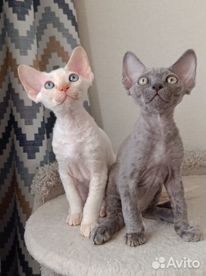 Котик девон-рекс