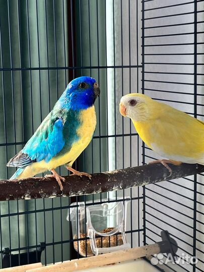 Глянцевые попугаи