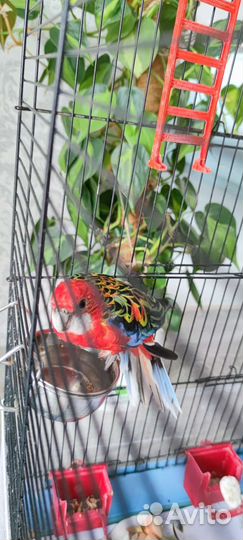 Попугай розелла