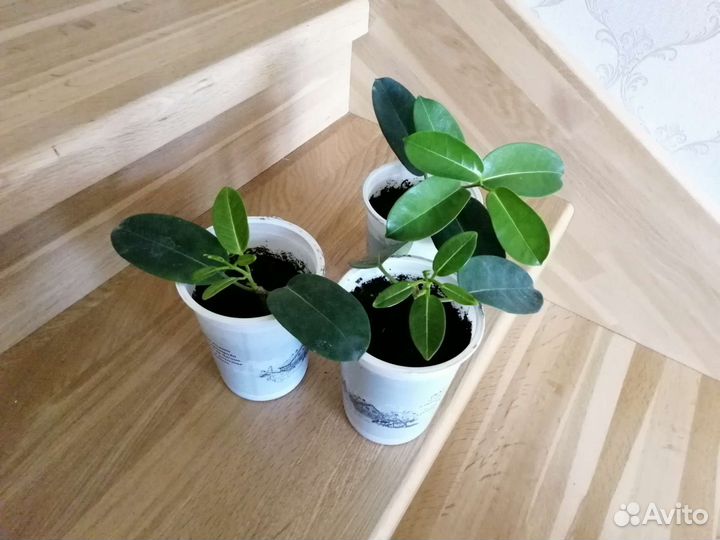 Стефанотис