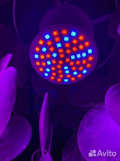 Лампочка для фитолампы для растений