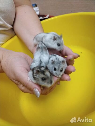 Джунгарский хомяк бесплатно