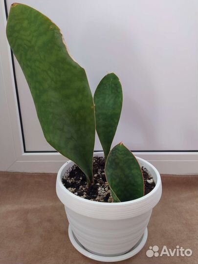 Сансевиерия сортовая