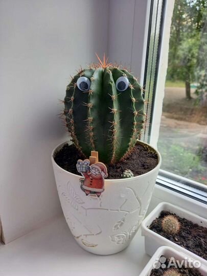 Кактус бесплатно