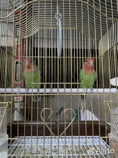 Попугай неразлучники с клеткой
