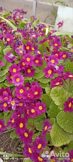 Многолетние растения для вашего сада