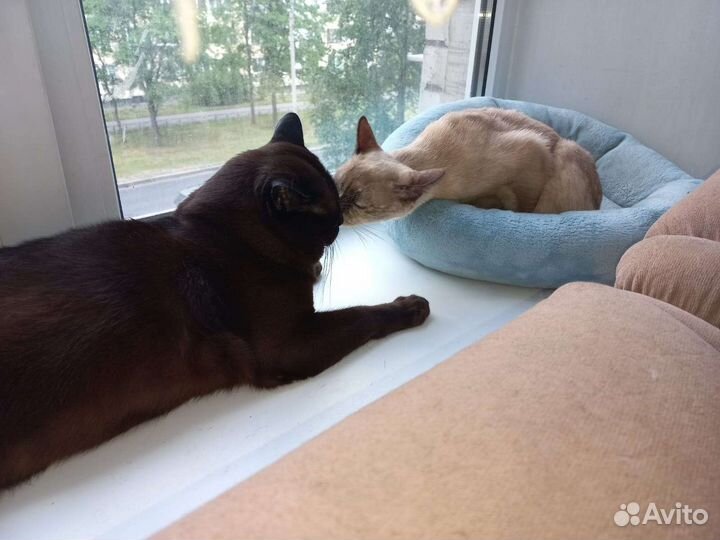 Вязка бурманский кот