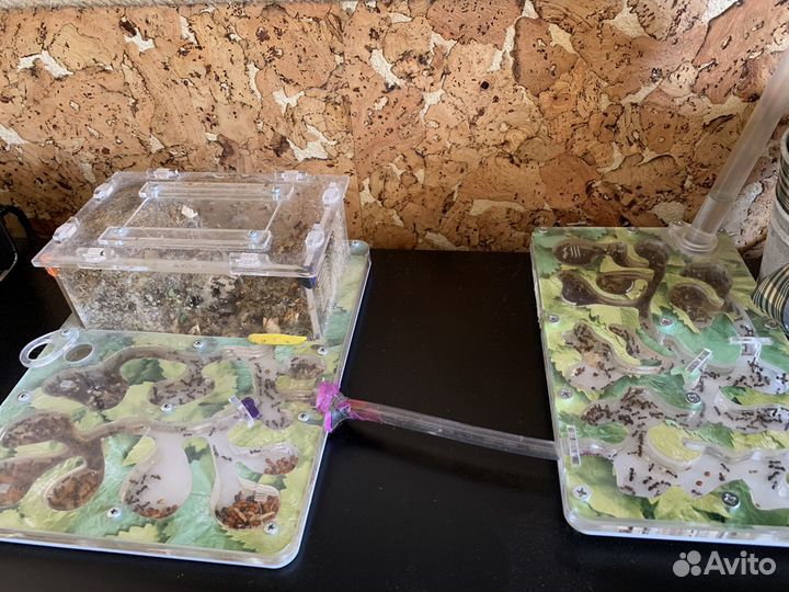 Муравьиная ферма с муравьями