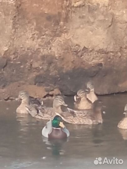 Дикая утка кряква