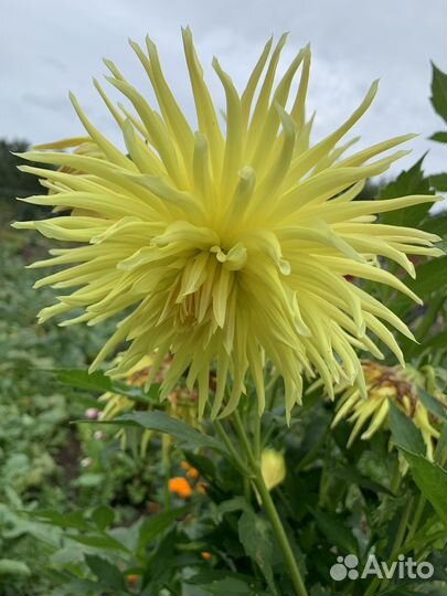 Георгины, хризантемы, гладиолусы, розы