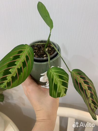 Маранта триколор