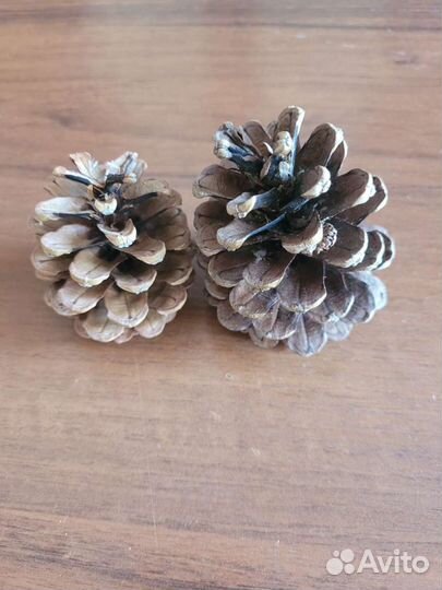 Шишки крымской сосны, сосновые шишки