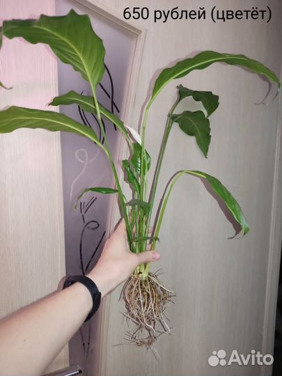 Спатифиллум