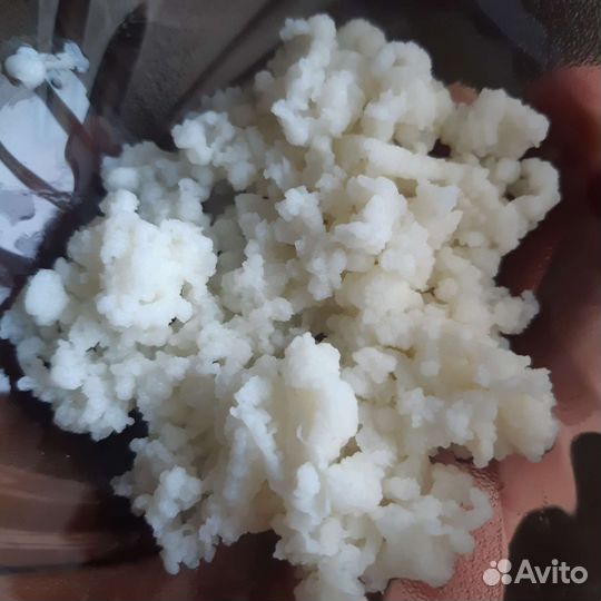 Тибетский молочный гриб