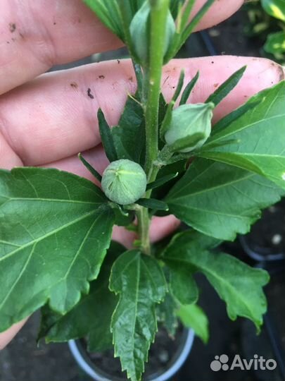 Гибискус Рэд Хард