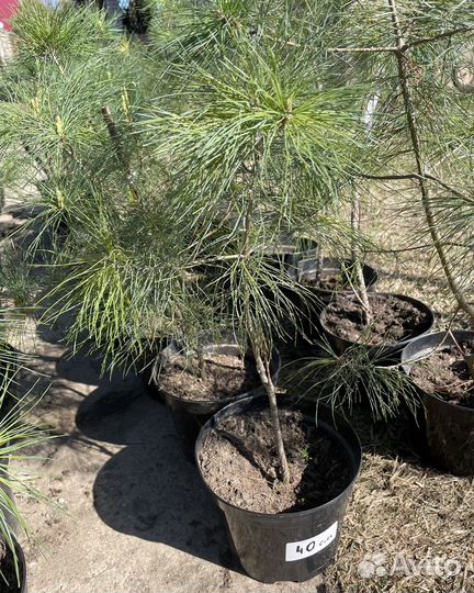 Сосна Веймутова