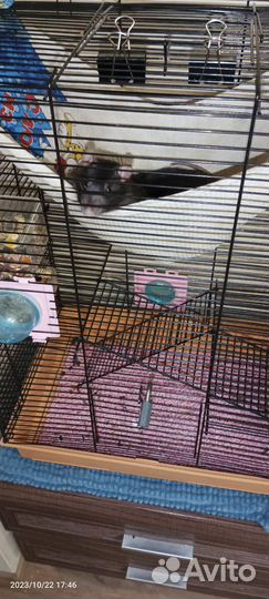 Отдам бесплатно