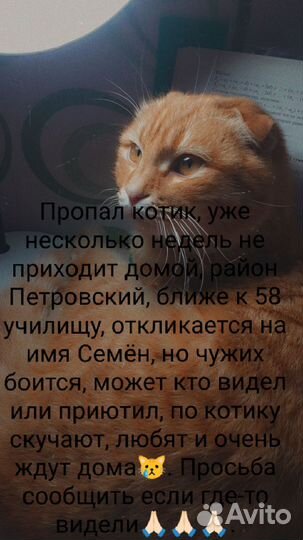 Кот