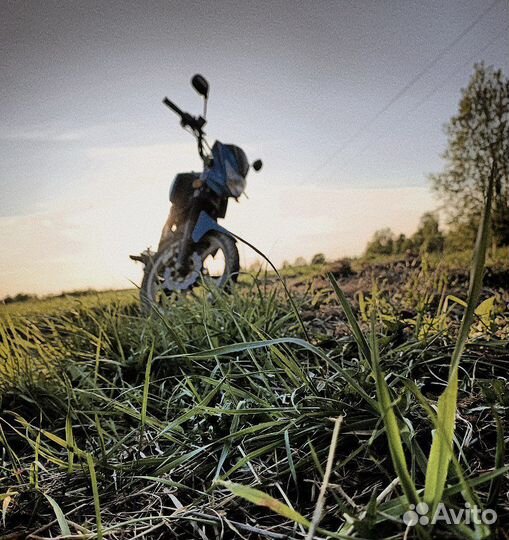 Alpha sport champ rs12