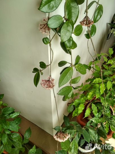 Комнатные цветы