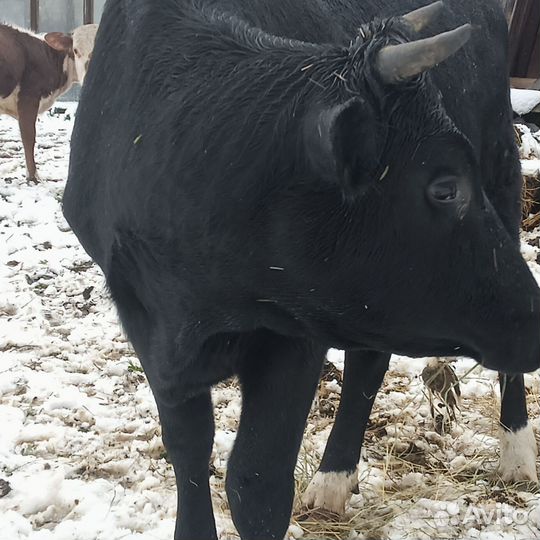 Телка 11 месяцев