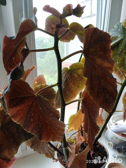 Продам цветы домашние