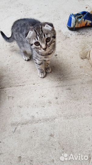 Вислоухие котята в добрые руки