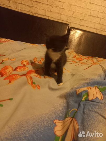 Котёнок девочка