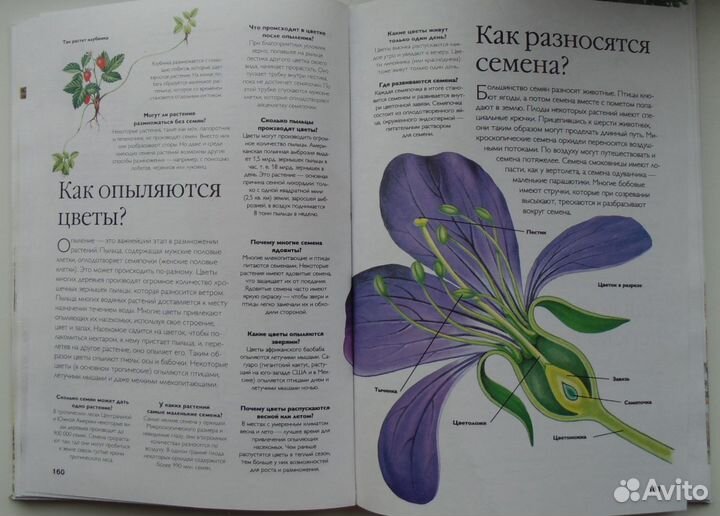 Энциклопедия 