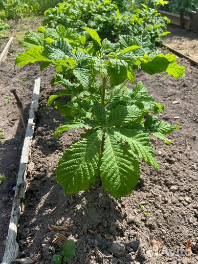 Растения для сада