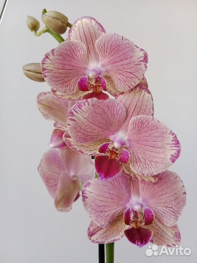 Орхидея фаленопсис