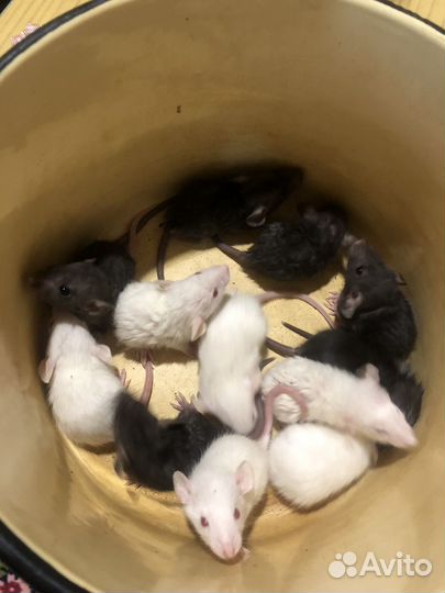 Крысята бесплатно