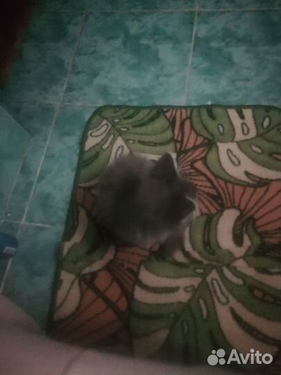 Пушистик потеряшка