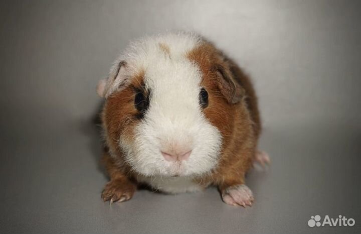 Морская свинка ам.тедди